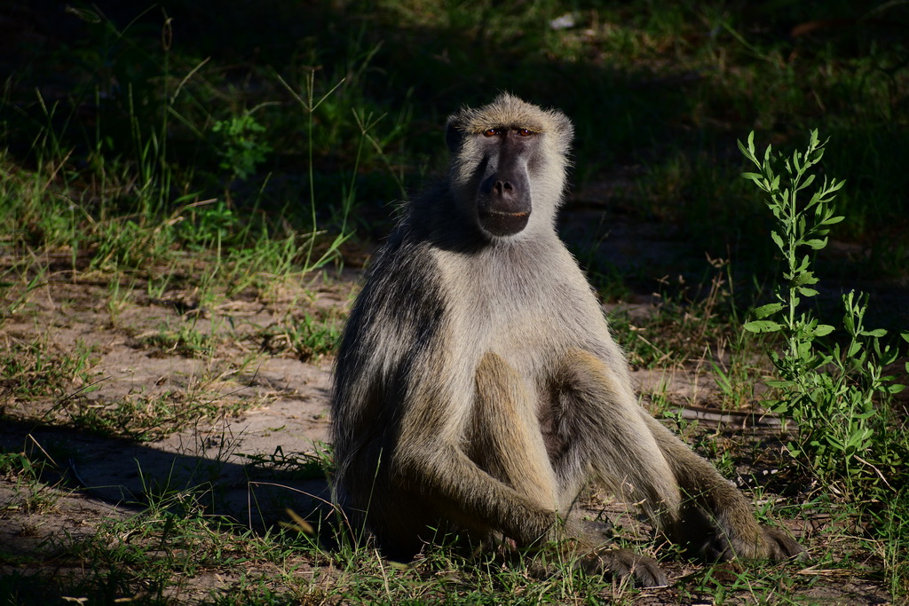 Selous NP